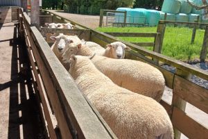 Untitled design (10)