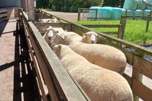 Untitled design (11)