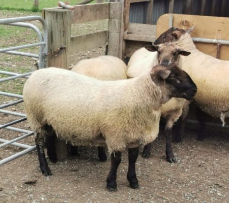 Open Day: Join the 40th Anniversary Celebration - COLHOUN GENETICS